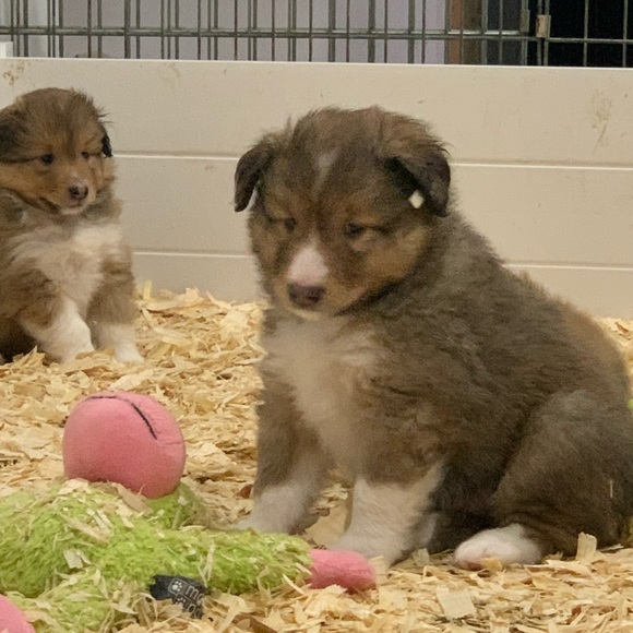 Meet your Posher, Kirby - Picture 1 of 1